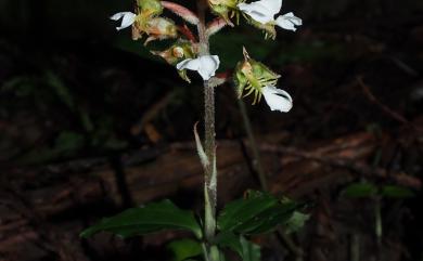 Odontochilus brevistylis 短柱齒唇蘭