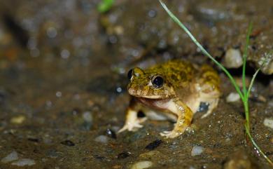 Fejervarya limnocharis (Gravenhorst, 1829) 澤蛙