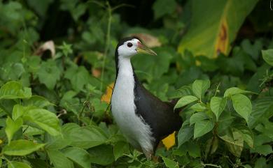 Amaurornis phoenicurus chinensis (Boddaert, 1783) 白腹秧雞