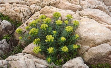 Euphorbia jolkini 岩大戟