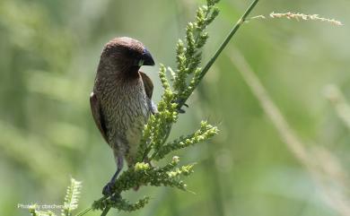 Lonchura punctulata topela (Swinhoe, 1863) 斑文鳥