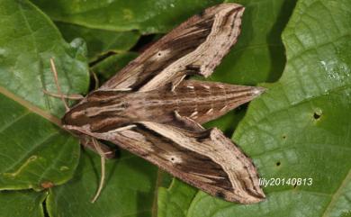 Hippotion velox (Fabricius, 1793) 斜線天蛾