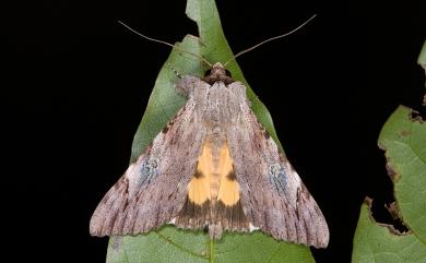 Catocala macula macula (Hampson, 1891) 斑裳蛾