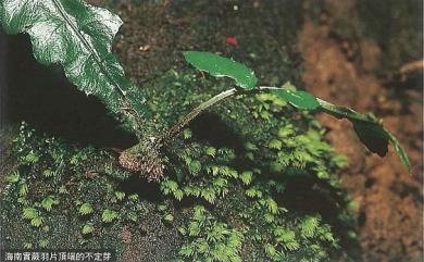 Bolbitis subcordata (Copel.) Ching 海南實蕨