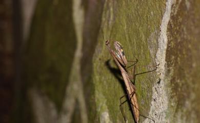 Statilia maculata (Thunberg, 1784) 棕污斑螳