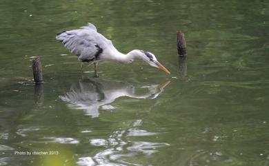 Ardea cinerea jouyi Clark, 1907 蒼鷺