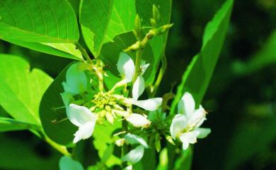 Dendrolobium umbellatum 白木蘇花