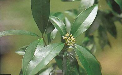 Skimmia japonica subsp. distincte-venulosa f. orthoclada 深紅茵芋