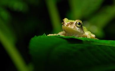 Kurixalus eiffingeri (Boettger, 1895) 艾氏樹蛙