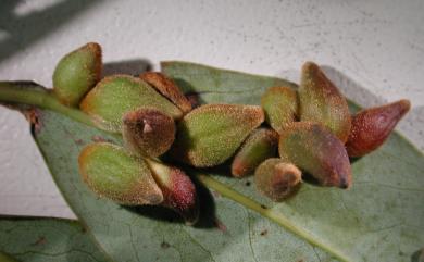 Daphnephila taiwanensis Tokuda, Yang & Yukawa, 2008