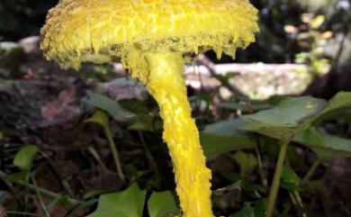 Amanita