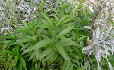 Justicia gendarussa Burm.f. 尖尾鳳