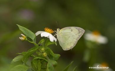 Catopsilia pomona pomona 遷粉蝶