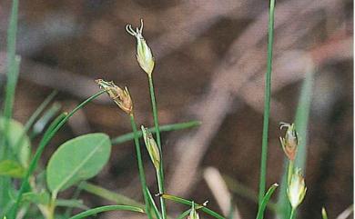 Fimbristylis ovata 卵形飄拂草