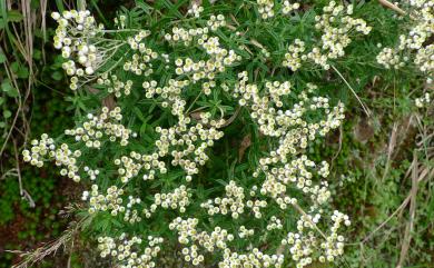 Anaphalis morrisonicola 玉山抱莖籟簫