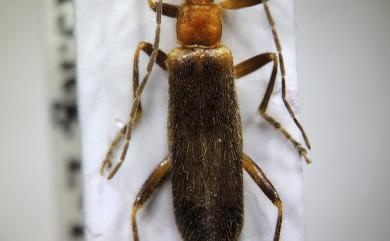 Stenothemus vulpecula Hsiao, Okushima & Yang, 2016 稚狐狹胸菊虎