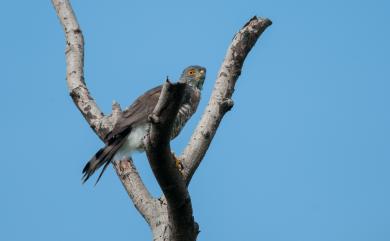 Accipiter trivirgatus formosae Mayr, 1949 鳳頭蒼鷹(台灣特有亞種)