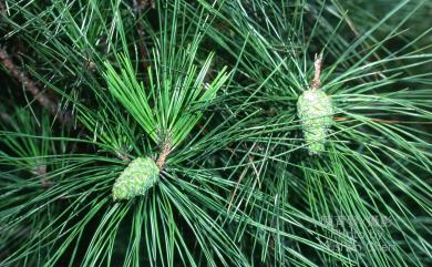 Pinus massoniana 馬尾松