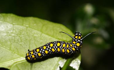 Parantica sita niphonica (Moore, 1883) 大絹斑蝶