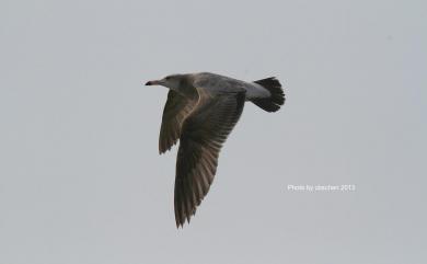 Larus crassirostris Vieillot, 1818 黑尾鷗