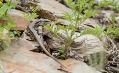 Takydromus hsuehshanensis Lin & Cheng, 1981 雪山草蜥