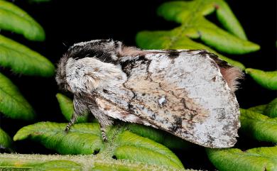 Cosmotriche discitincta discitincta Wileman, 1914 銀肩枯葉蛾