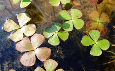 Marsilea minuta L. 田字草