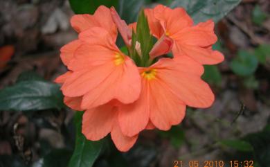 Crossandra infundibuliformis 鳥尾花