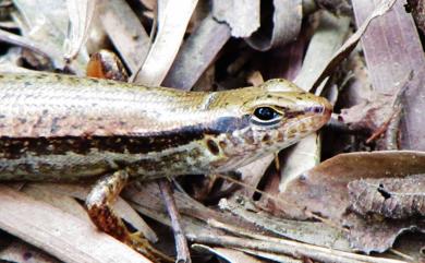 Eutropis 真稜蜥屬