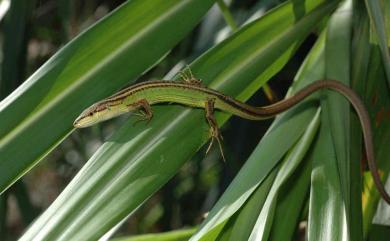 Takydromus septentrionalis Günther, 1864 北草蜥