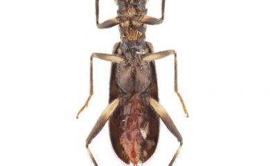 Omadius nigromaculatus Lewis, 1892
