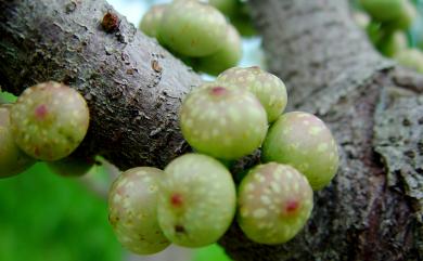 Ficus subpisocarpa Gagnep. 雀榕