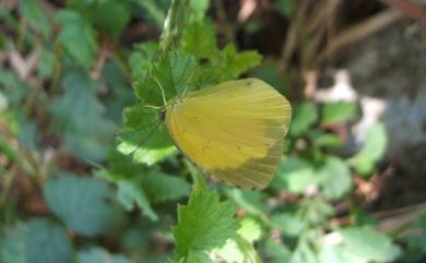 Eurema hecabe (Linnaeus, 1758) 黃蝶