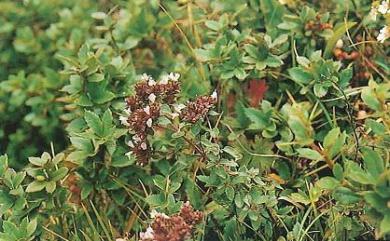 Origanum vulgare 野薄荷