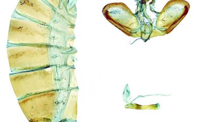 Papilio hermosanus Rebel, 1906 臺灣琉璃翠鳳蝶