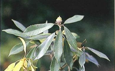 Quercus gilva 赤皮