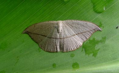 Albara reversaria opalescens Warren, 1897 棕線鉤蛾