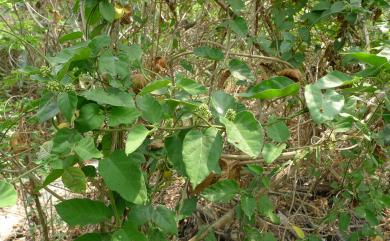 Marsdenia tinctoria R.Br. 絨毛芙蓉蘭