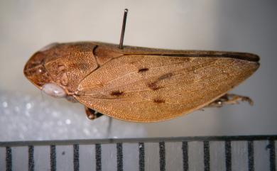 Aphrophora tsuruana Matsumura, 1907 褐翅黑點尖胸沫蟬