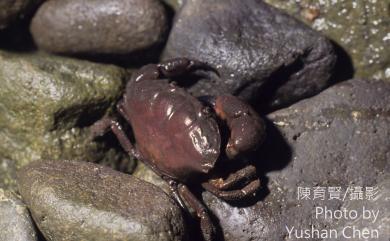 Ozius rugulosus Stimpson, 1858 皺紋團扇蟹