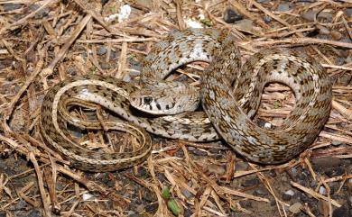 Amphiesma stolatum Linnaeus, 1758 花浪蛇