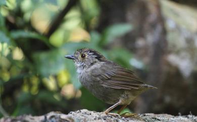 Schoeniparus brunneus (Gould, 1863) 頭烏線