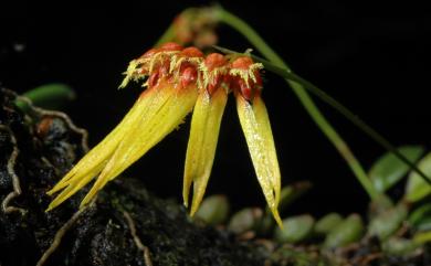 Bulbophyllum electrinum var. sui 長軸捲瓣蘭