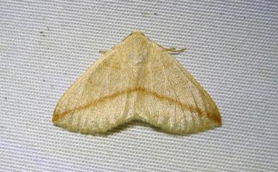 Parabapta unifasciata Inoue, 1986 澄線尺蛾
