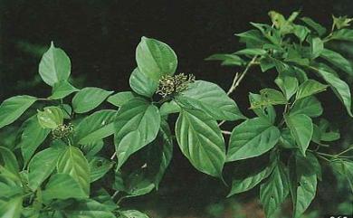 Premna octonervia Merr. & F.P.Metcalf 八脈臭黃荊
