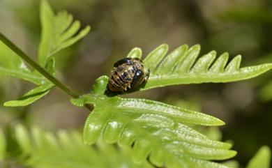 Aiolocaria hexaspilota (Hope, 1831) 大龜紋瓢蟲