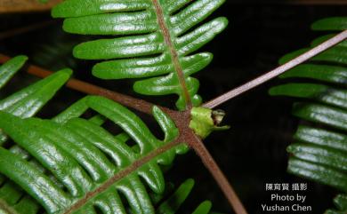 Dicranopteris linearis (Burm.f.) Underw. 芒萁