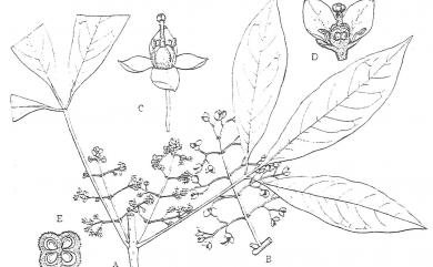 Melicope pteleifolia (Champ. ex Benth.) T.G. Hartley 三腳虌