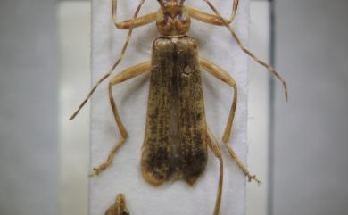 Stenothemus wittmeri Okushima & M. Satô, 1999 魏氏狹胸菊虎