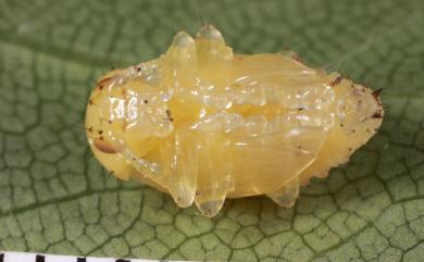 Gallerucida flaviventris (Baly, 1861) 黃腹廣螢金花蟲